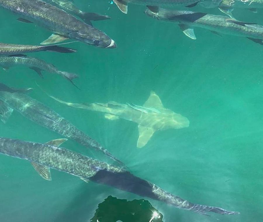 Tarpon and Shark Dockside Miami Tarpon and shark seen dockside during Miami walking tour